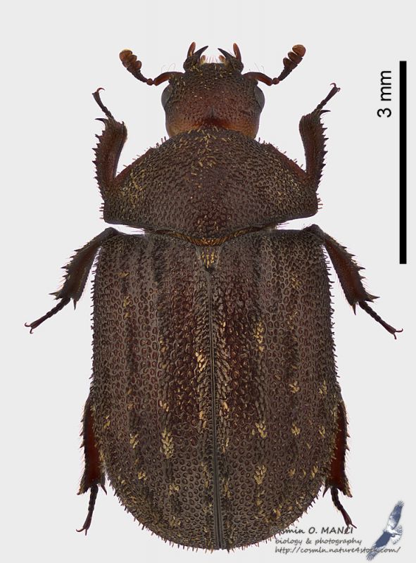 Aesalus_scarabaeoides_s.JPG