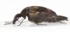 Mordellidae giugnoDet25.JPG