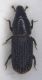Brachytemnus porcatus.JPG