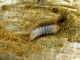 Rhagium bifasciatum_La Calla_larva_037.jpg