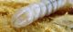 Rhagium bifasciatum_La Calla_larva_034.jpg