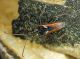 Rhagium bifasciatum_La Calla_male_057.jpg