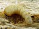 Saphanus piceus_M_Falco_Larva_021.jpg