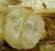 Saphanus piceus_M_Falco_Larva_026.jpg