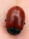 IMG_0394 Chrysolina.jpg
