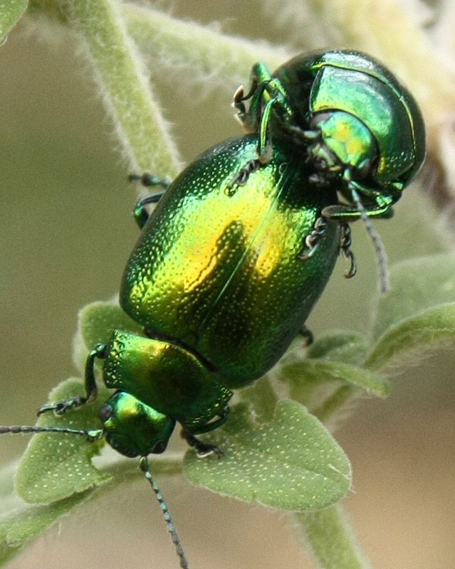 IMG_0413 Chrysolina viridana.jpg