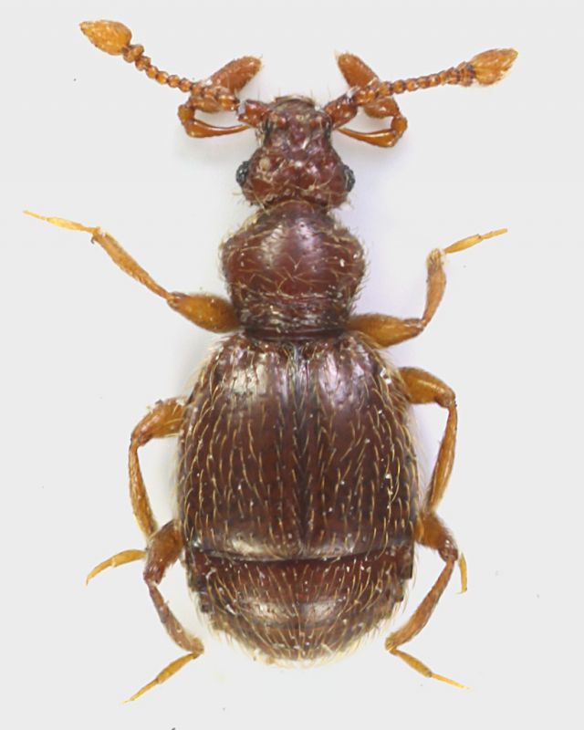 Pselaphino_Maccarese_9-X-2011_1,7mm_grey.jpg