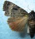 IMG_2711 - Copia.JPG