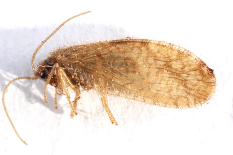 hemerobiidae.jpg