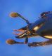 Hololepta plana 02.JPG
