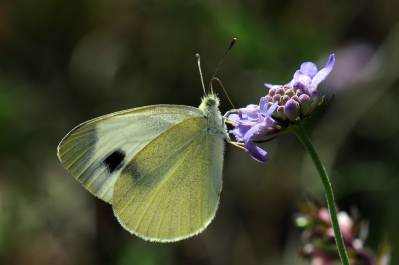 Pieris manni.jpg