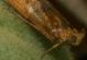 DSC00520-crop-02.jpg