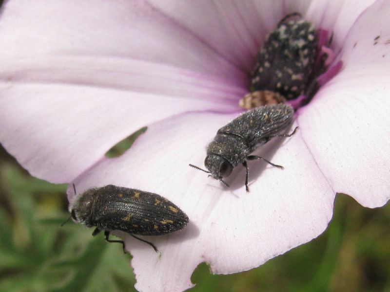 2. Acmaeodera brevipes. Netivot. 2011.05.05..jpg