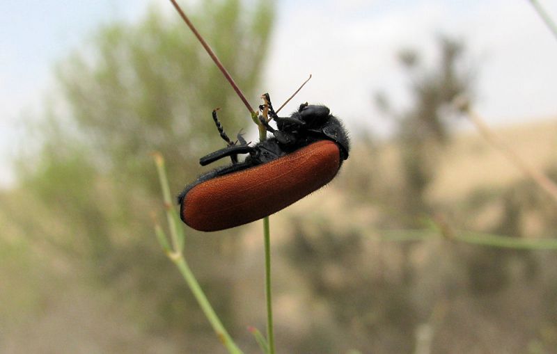 22. Meloidae. Desert Negev.2011.05.06..jpg