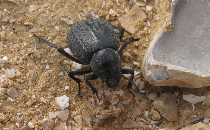 21. Pimelia barthelemeyi. Shivta. 2011.05.06.jpg