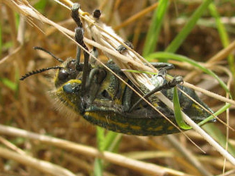 40  Julodis rothi. Naharaim. 2011.05.07.jpg