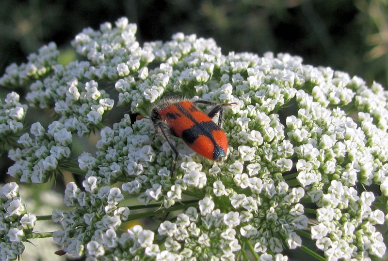 38. Trichodes nobilis. Naharaim. 2011.05.06.jpg