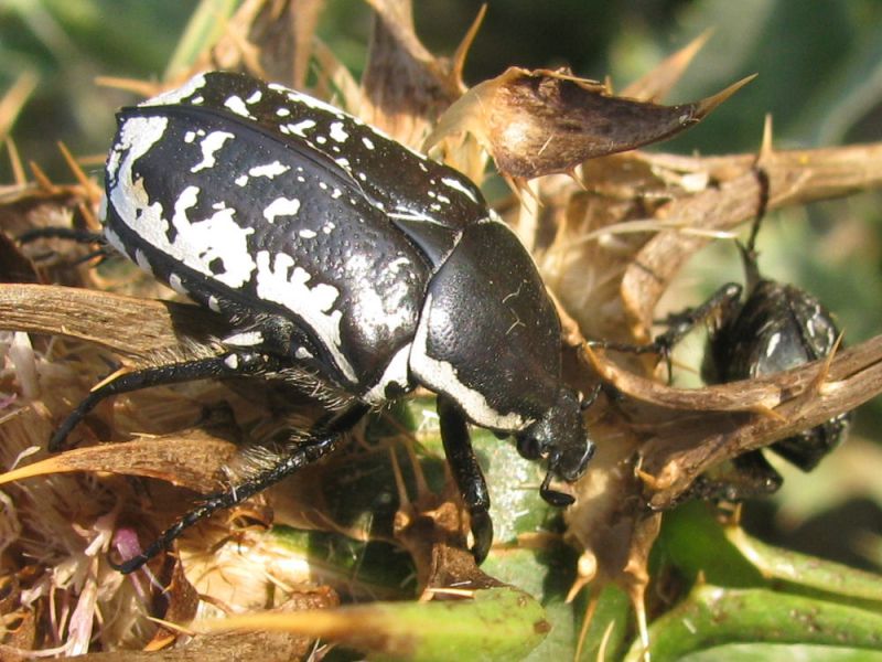 37.Aetiessa mesopotamica, Naharaim. 2011.05.07.jpg