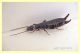 Anisolabis sp. 15.10.09--- (75).JPG