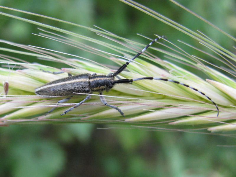 Agapanthia cardui 2009-04-02 Кирьят Хаим.jpg