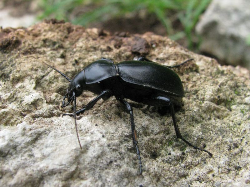 Carabus 2011.03.06.jpg