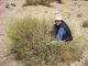 Idactus_iranicus_Euphorbia_Iran 2006_ 018.jpg