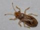 Thaumastocorinae - Thaumastocoris peregrinus - 2 mm - 20111012_069.jpg