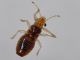 Thaumastocorinae - Thaumastocoris peregrinus - 2 mm - 20111012_071.jpg