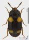 Mycetophagus_quadripustulatus_s.JPG
