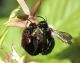 andrena nera.jpg