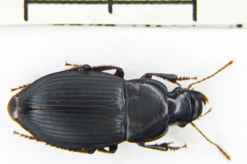 H. tardus f.jpg