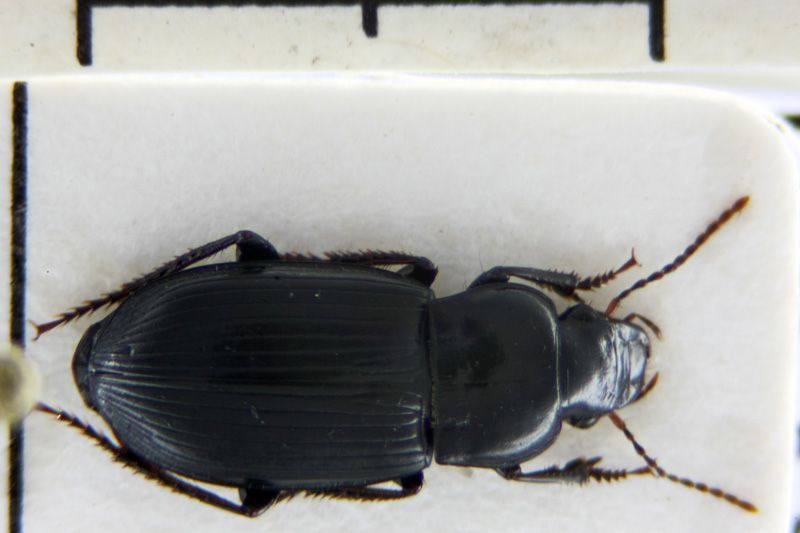 H. attenuatus o decipiens f.jpg