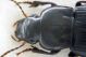 H. attenuatus o decipiens f 02.jpg