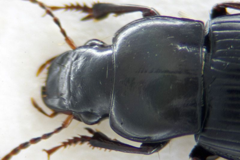 H. attenuatus o decipiens f 02.jpg