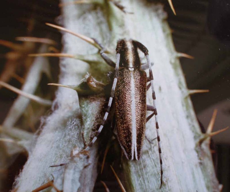 Agapanthia suturalis_Algeria.jpg