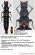Platydracus maculipennis (Kraatz, 1859).JPG