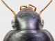 Calathus_Maccarese_9-X-2011_10,5mm_testa.jpg