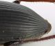Calathus_Maccarese_9-X-2011.jpg