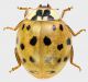 Harmonia_axyridis_Maccarese_9-X-2011_7,5mm_grey.jpg