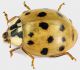 Harmonia_axyridis_Maccarese_9-X-2011_grey.jpg