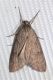 CacciaLuceNera0014.JPG