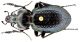 Carabus (Euricarabus) famini famini Dejean, 1826.jpg