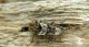 pogonocherus pepa 017.jpg