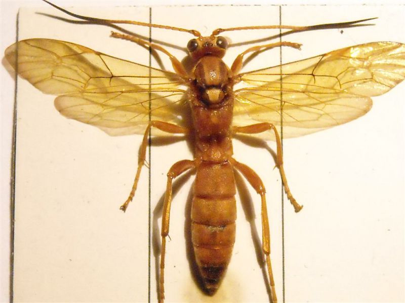 Lymantrichneumon disparis.jpg