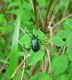 Pseudogaurotina excellens  (1) .jpg