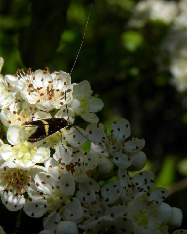 Adelidae sp. San Nicolo 17 maggio 2011 038.jpg