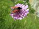 Zygenidae Macugnaga VB 2050m agosto 2007.jpg