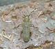 S.similis (1).jpg