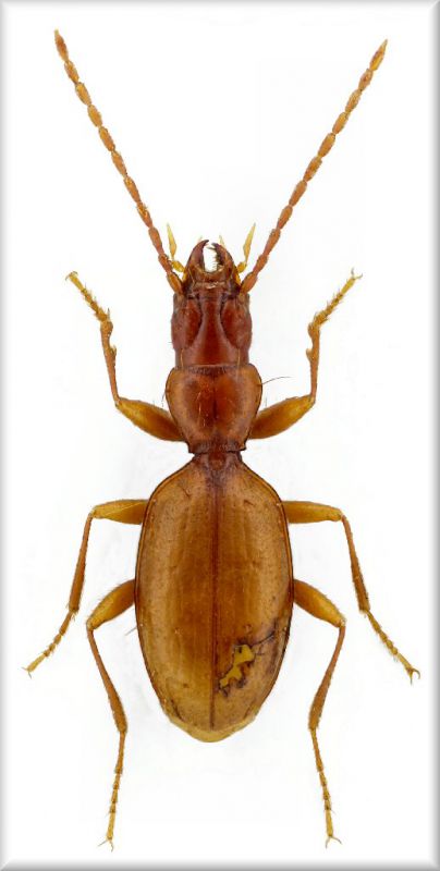 Orotrechus targionii ganglbaueri.jpg