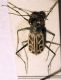 cicindela2.jpg